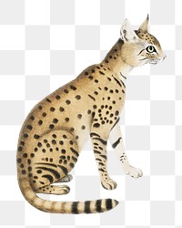 Cat png animal vintage illustration on transparent background