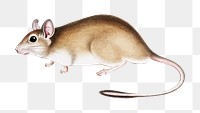 Vintage animal png rat illustration on transparent background