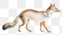 Bengal Fox png, design element, transparent background