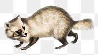 Vintage animal png raccoon illustration on transparent background