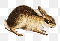 Vintage hare png animal illustration on transparent background