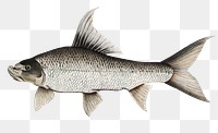 Falcated Rock Carp png sticker, fish illustration by John Edward Gray, transparent background. Remixed by rawpixel