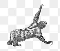 Three toed sloth png sticker, vintage illustration, transparent background