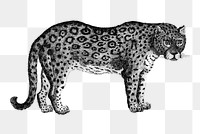 Leopard png vintage illustrations, transparent background