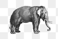 Elephant png sticker, vintage illustration, transparent background