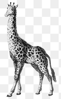 Vintage giraffe png animal black and white illustration on transparent background