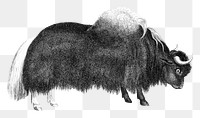 Vintage yak png animal illustration on transparent background