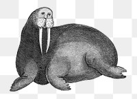 Arctic walrus png sticker, vintage illustration, transparent background