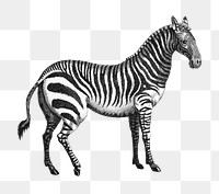 Zebra png sticker, vintage illustration, transparent background