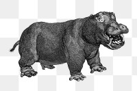 Hippopotamus png sticker, vintage illustration, transparent background