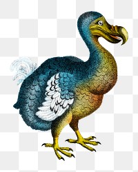 Dodo png vintage animal illustration on transparent background