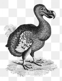 Dodo bird png, vintage transparent background