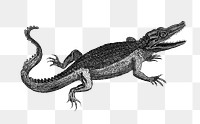 Crocodile png sticker, vintage illustration, transparent background