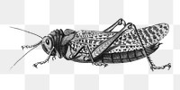 Vintage insect png animal illustration on transparent background