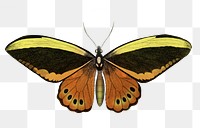 Butterfly png sticker, vintage illustration, transparent background