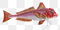Red gurnard png sticker, fish vintage illustration, transparent background