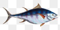 Tunny png sticker, fish vintage illustration, transparent background