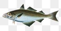 Pollack png sticker, fish vintage illustration, transparent background