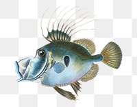 Zeus png sticker, fish vintage illustration, transparent background