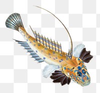 Dragonet png sticker, fish vintage illustration, transparent background
