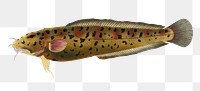 Cod png sticker, fish vintage illustration, transparent background