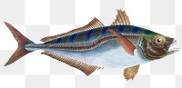 Mackerel scad png sticker, fish vintage illustration, transparent background