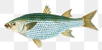 Mullet png sticker, fish vintage illustration, transparent background