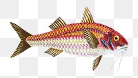 Surmulet png sticker, fish vintage illustration, transparent background