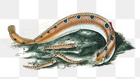 Spotted Blenny or Butter-fish png sticker, fish vintage illustration, transparent background
