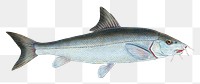 Barbel png sticker, fish vintage illustration, transparent background