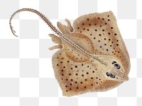 Rough ray png sticker, fish vintage illustration, transparent background