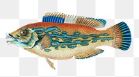 Striped wrasse png sticker, fish vintage illustration, transparent background