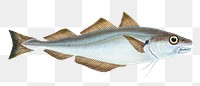 Whiting png sticker, fish vintage illustration, transparent background