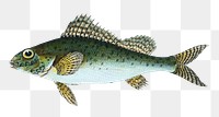 Eurasian ruffe png sticker, fish vintage illustration, transparent background