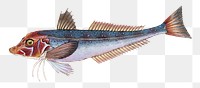 Grey Gurnard png sticker, fish vintage illustration, transparent background