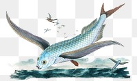 Flying-fish png sticker, fish vintage illustration, transparent background