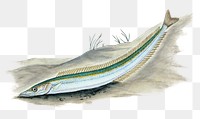 Lesser sand eel png sticker, fish vintage illustration, transparent background