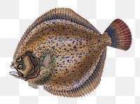 Small-headed Dab png sticker, fish vintage illustration, transparent background