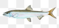 Anchovy png sticker, fish vintage illustration, transparent background