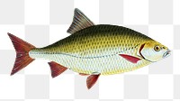 Red-eye png sticker, fish vintage illustration, transparent background