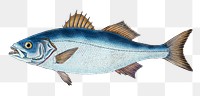 Basse png sticker, fish vintage illustration, transparent background
