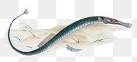 Pelagic Pipe-fish png sticker, fish vintage illustration, transparent background
