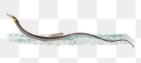Shorter Pipe-fish png sticker, fish vintage illustration, transparent background