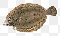 Common dab png sticker, fish vintage illustration, transparent background