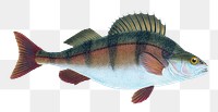 Perch png sticker, fish vintage illustration, transparent background