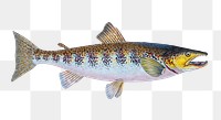 Trout png sticker, fish vintage illustration, transparent background