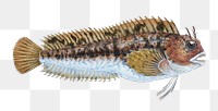 Gattorugine Blenny png sticker, fish vintage illustration, transparent background