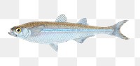 European Atherine png sticker, fish vintage illustration, transparent background