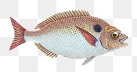 Lunulated Gilt-head png sticker, fish vintage illustration, transparent background
