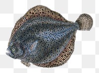 The brill png sticker, fish vintage illustration, transparent background